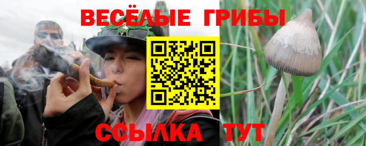 Псилоцибиновые грибы Psilocybine cubensis Сибай